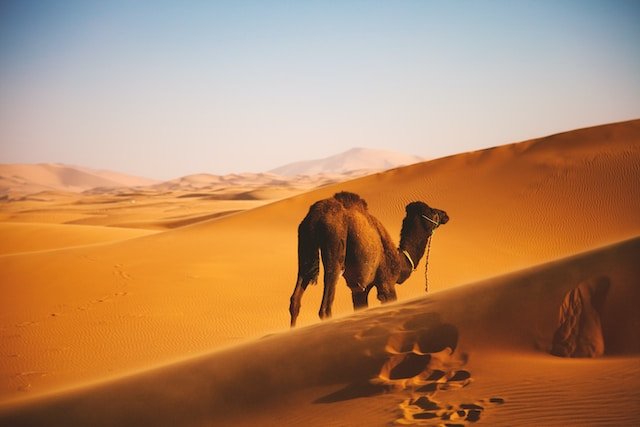 Moroccan desert